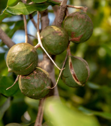 Makadamské oříšky - Macadamia integrifolia - semena makadamského oříšku - 2 ks