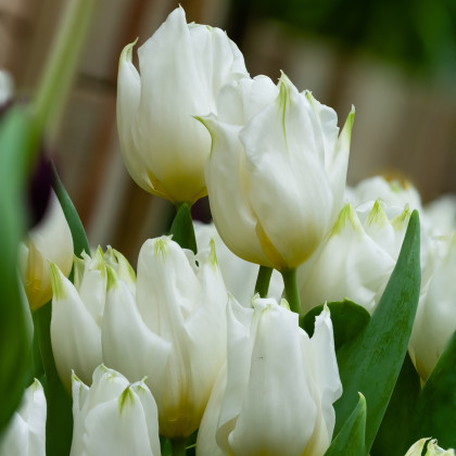 Tulipán Agrass White - Tulipa - cibule tulipánu - 3 ks