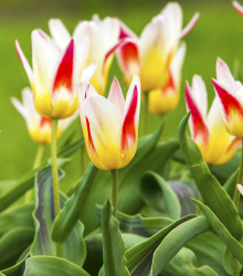 Tulipán Johann Strauss - Tulipa - cibule tulipánu - 3 ks