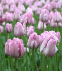 Tulipán Candy Prince - Tulipa - cibule tulipánu - 3 ks