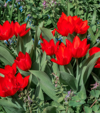 Tulipán vícekvětý praestans Zwanenburg var. - Tulipa - cibule tulipánu - 3 ks