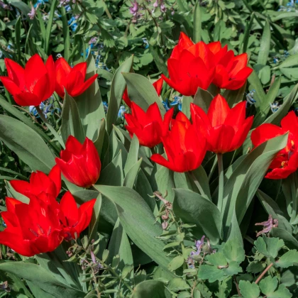 Tulipán vícekvětý praestans Zwanenburg var. - Tulipa - cibule tulipánu - 3 ks