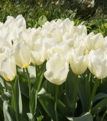 Tulipán White Purissima - Tulipa - cibule tulipánu - 3 ks
