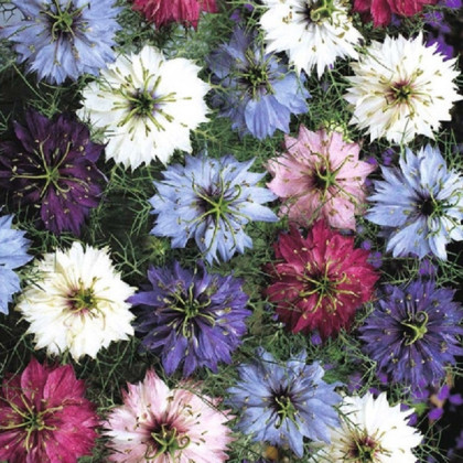 Černucha damašská směs - Nigella damascena - semena černuchy - 25 ks