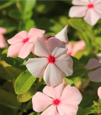 Barvínek Apricot F1 - Catharanthus - semena barvínku - 30 ks