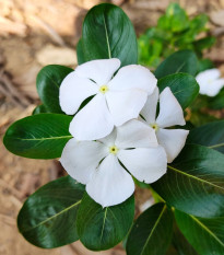 Barvínek White F1 - Catharanthus - semena barvínku - 30 ks