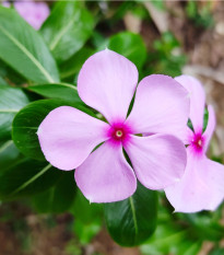 Barvínek Lavender F1 - Catharanthus - semena barvínku - 30 ks