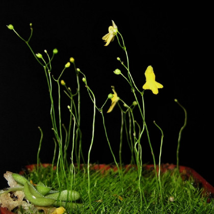 Bublinatka šídlovitá - Utricularia subulata - semena - 15 ks