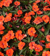 Netýkavka oranžová Accent F1 - Impatiens walleriana - semena netýkavky - 15 ks