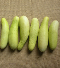 Okurka salátová Martini F1 - Cucumis sativus - semena okurky - 10 ks