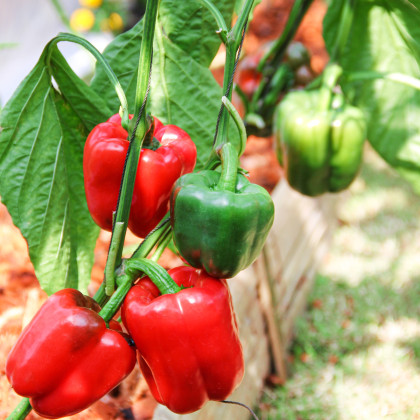 BIO Paprika Yolo Wonder - Capsicum annuum - bio semena papriky - 10 ks