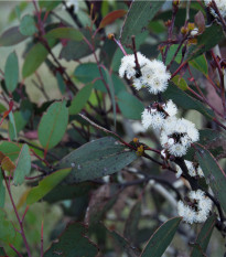 Eukalyptus - Blahovičník - Eucalyptus pauciflora - semena eukalyptu - 8 ks