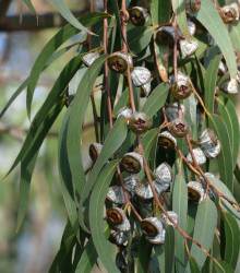 Eukalyptus - Eucalyptus globulus - semena eukalyptu - 8 ks