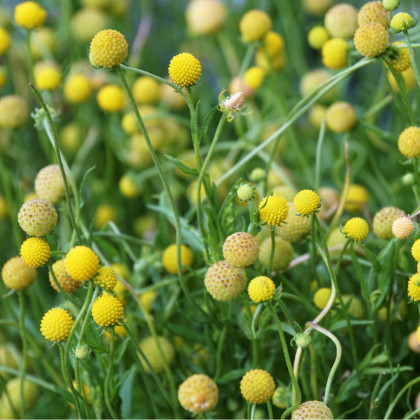 Jahodová tráva - Záplevák vonný - Cephalophora aromatica - semena jahodové trávy - 10 ks