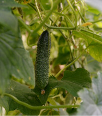 Okurka nakládačka Diamant F1 - Cucumis sativus - semena okurky - 8 ks