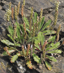 Jitrocel Minutina - Plantago coronopus - semena jitrocele - 500 ks