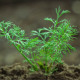 BIO Kopr vonný Hera - Anethum graveolens - bio semena kopru - 1 g