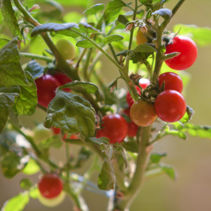 Rajče Tiny Tim - Solanum lycopersicum - semena rajčete - 7 ks