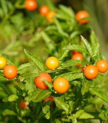 Solanum sessiliflorum - Solanum sessiliflorum - semena solanum - 10 ks