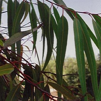 Eukalyptus Alba- semena- 9 ks