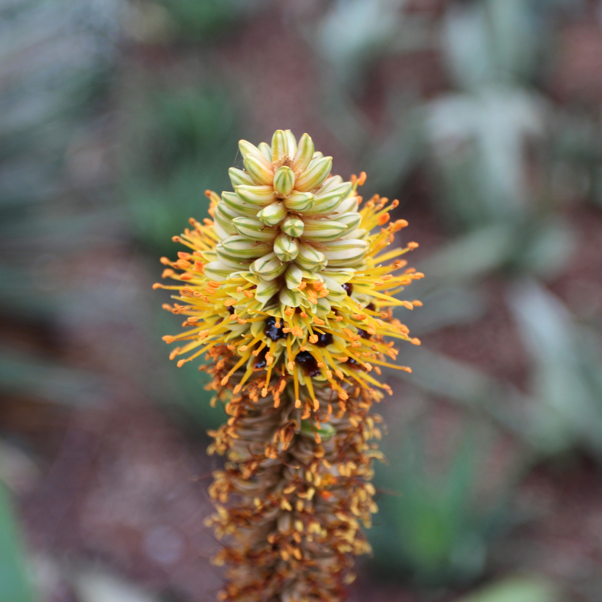 Aloe castanea - Aloe castanea - semena - 6 ks