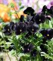 Maceška Black King - Viola wittrockiana - semena macešky - 100 ks