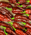 Chilli Bhut Jolokia Chocolate - Capsicum chinense - semena chilli - 5 ks