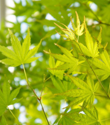 Javor japonský zelený - Acer palmatum - semena - 5 ks