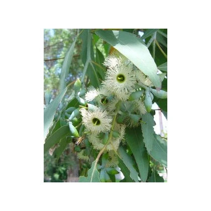 Eukalyptus Alba - Blahovičník - Eucalyptus Alba - semena eukalyptu - 9 ks