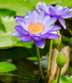 Leknín fialový - Nymphaea caerulea - semena leknínu - 6 ks