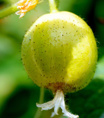 Okurka Lemon - Cucumis sativus - semena okurek - 10 ks