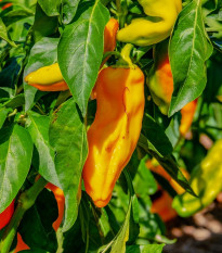 Paprika oranžová Ornela - Capsicum annuum - semena papriky - 50 ks