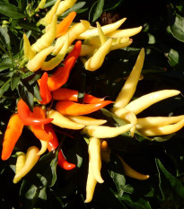 Paprika Poupila - Capsicum annuum - semena papriky - 50 ks