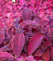 Africká kopřiva Wizard Velvet Red - Coleus blumei - semena africké kopřivy - 30 ks