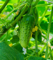 Okurka nakládačka Dafne F1 - Cucumis sativus - semena okurky - 20 ks