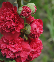 Topolovka Chaters Scarlet - Alcea rosea - semena topolovky - 8 ks