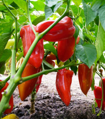 Paprika Meika - Capsicum annuum - semena papriky - 20 ks