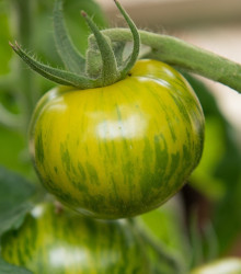 BIO rajče Zelená zebra - Lycopersicon esculentum - původní odrůdy rajčat - bio semena - 6 ks