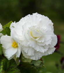 Begonie plnokvětá bílá - Begonia superba - hlízy begonie - 2 ks