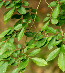 Jilm čínský - Ulmus parvifolia - semena jilmu - 10 ks