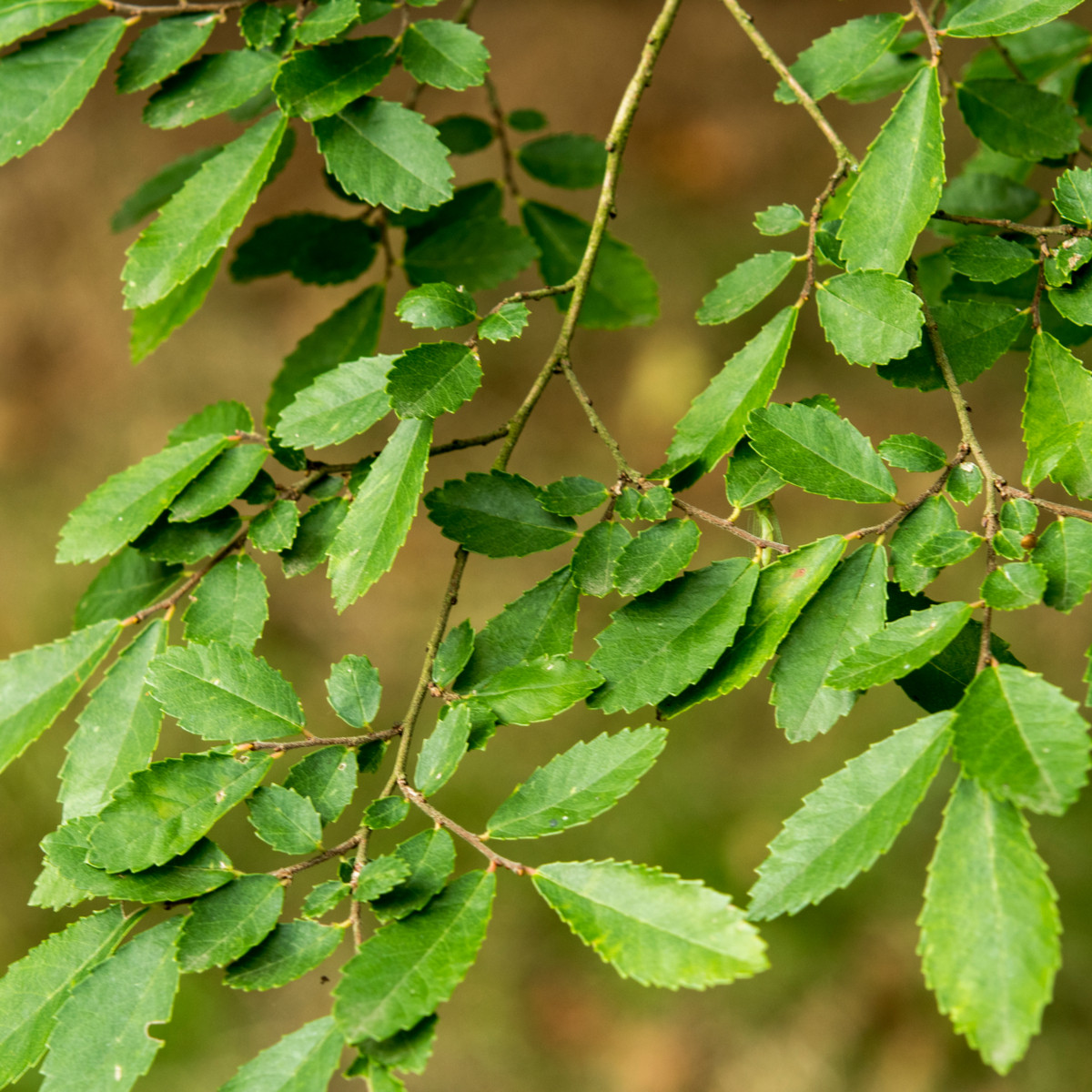 Jilm čínský - Ulmus parvifolia - semena jilmu - 10 ks