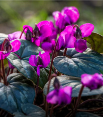 Brambořík - Cyclamen coum - hlízy bramboříku - 1 ks