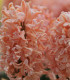 Hyacint Gipsy Queen - Hyacinthus L. - cibule hyacintu - 1 ks