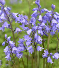 Hyacintovec španělský modrý - Hyacinthoides hispanica - cibule hyacintovce - 5 ks