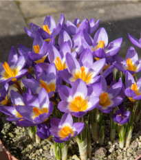 Krokus Tricolor - Crocus tricolor - hlízy krokusu - 3 ks