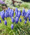 Modřenec arménský - Muscari armeniacum - cibule modřence - 5 ks