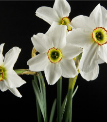 Narcis Poeticus Pheasant Eye Recurvus - Narcissus L. - cibule narcisu - 3 ks