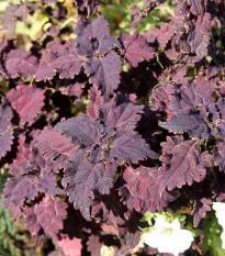 Africká kopřiva Wizard Black Dragon - Coleus blumei - semena africké kopřivy - 30 ks