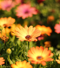 Paprskovka Sunset Shades - Osteospermum - semena paprskovky - 6 ks