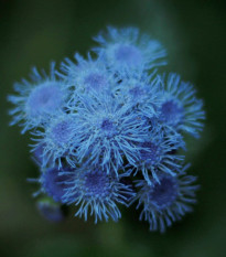 Nestařec modrý Aloha - Ageratum Aloha Blue - semena nestařce - 20 ks